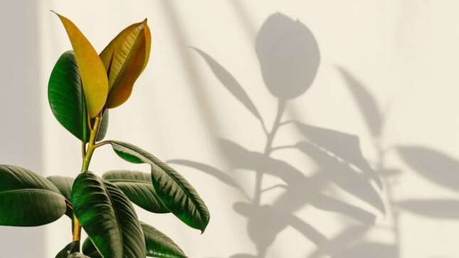 Find the Best Spots for Houseplants In Your Home With the "Shadow Trick"