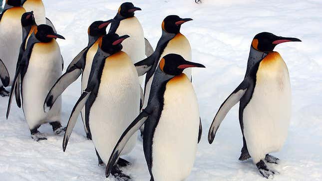 These Gay Penguins Should Sue If Their Adoption Doesn't Work Out