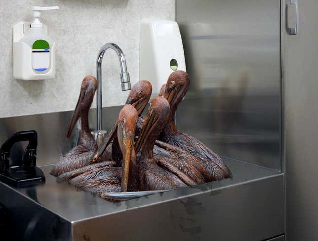 Image for article titled Lazy Wildlife Rescuer Lets Oily Pelicans Pile Up In Sink For 5 Days
