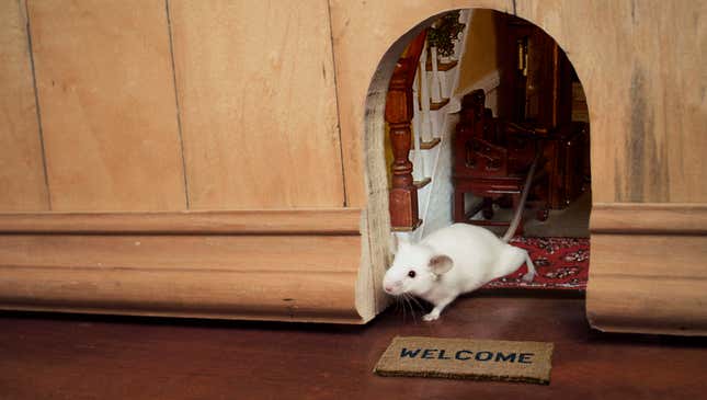 Image for article titled Study: Only 40% Of Mice Have Little Welcome Mat, Doorway Leading To Tiny Home Inside Wall