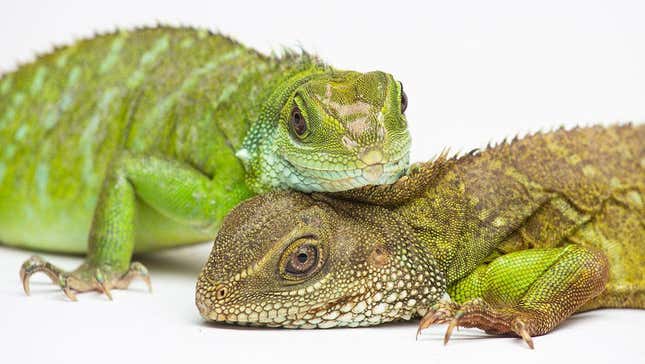 Image for article titled Single Mother Of the Year is This Self-Conceiving Water Dragon