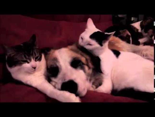 Cat Grooming and Snuggling Dog Will Warm Your Icy Dead Heart