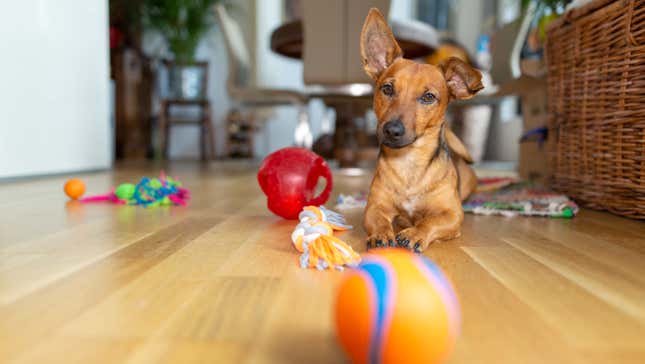 Get $500 for Giving Feedback on Dog Toys