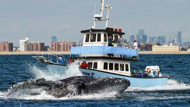 Officials from Harbor Excursions say they have barreled full speed into as many as 25 whales in a single afternoon.
