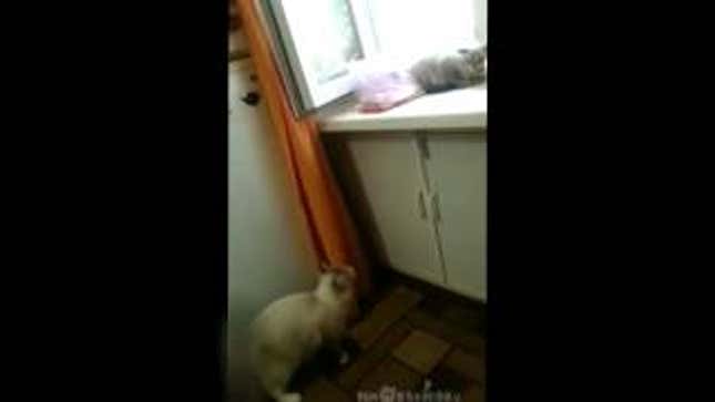 Watch This Cat Scare the Crap Out of Another Cat Just Trying to Sleep
