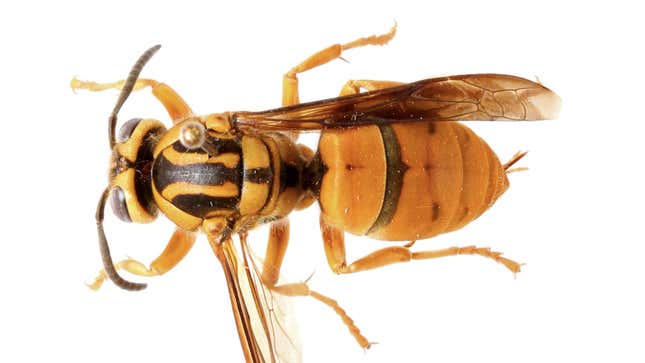 Image for article titled These Insects Are Not 'Murder Hornets' So Please Stop Killing Them