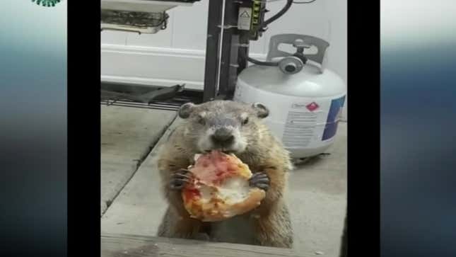This groundhog methodically munching pizza for an hour is an inspiration to us all