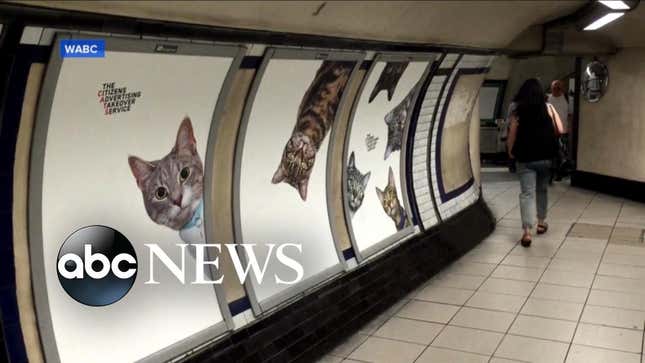 Crowdfunding Replaced The Ads At A London Underground Station With Cat Photos