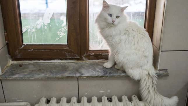 Image for article titled Coronavirus Has Come for Our Cats
