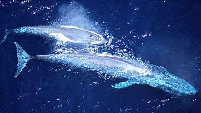Two blue whales make another depressing 3,000-mile trek to their rapidly shrinking feeding grounds.