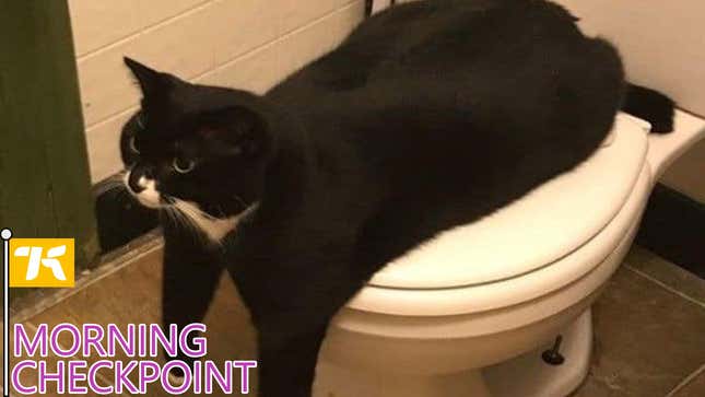 Image for article titled Toilet Cat, Quit Hogging The Toilet