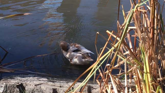 The Central Park Mandarin Duck Went Missing. I Tried To Find It.