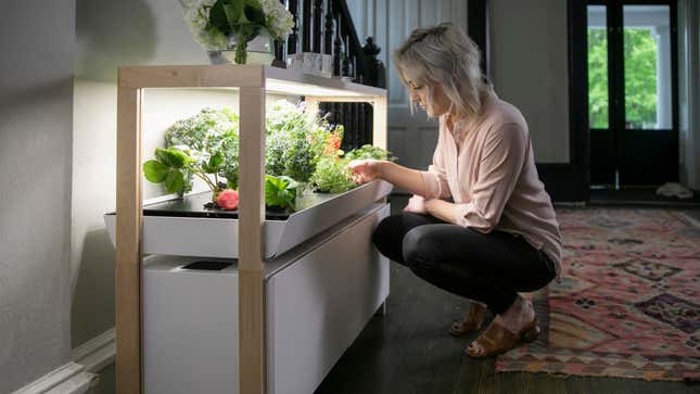 Image for article titled This Kitchen Garden System Adds Microgreens (and Alexa) To Your Lockdown Diet