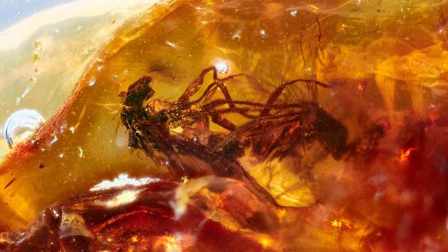 Mating flies found in 41-million-year-old amber.