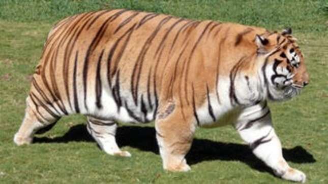 Image for article titled LSU Tiger Reports To Training Camp Completely Overweight