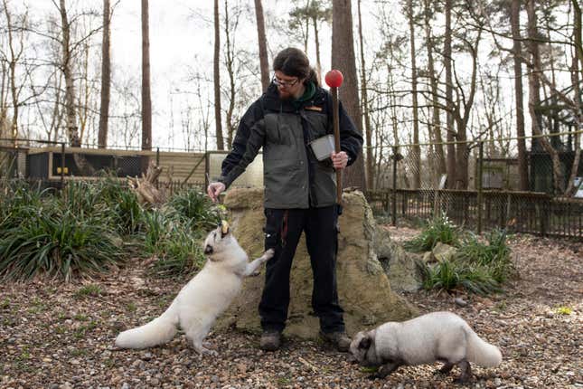 Arctic Foxes are hand fed in their enclosure.