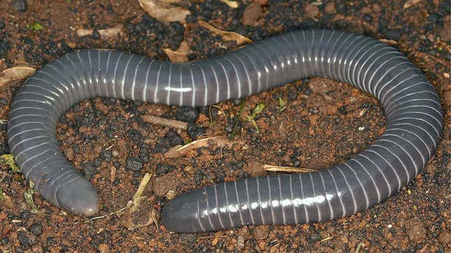 A ringed caecilian, Siphonops annulatus. 