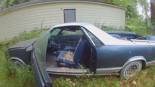 Bee Man Clearing Chevrolet El Camino of Giant European Hornet Nest: 'I'm Going to Need a Bigger Bag'