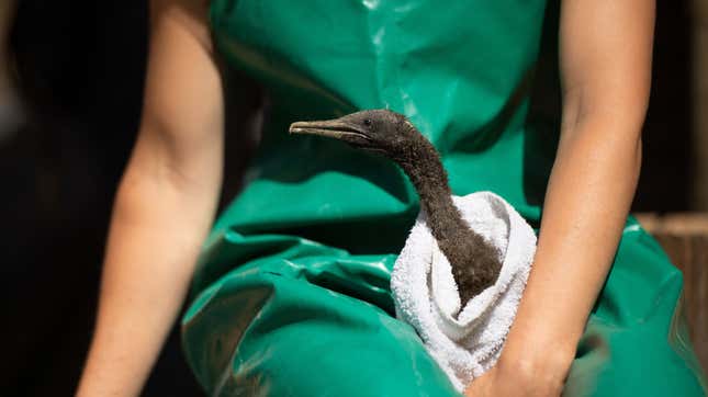 A volunteer gets ready to feed one of rescued Cape cormorant chicks.