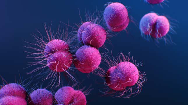 An illustration of Neisseria gonorrhoeae bacteria, the cause of gonorrhea.