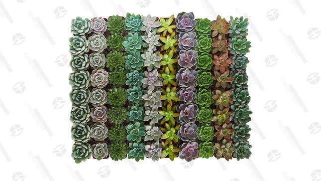 Succulent Plants (32 Pack) | $45 | Amazon