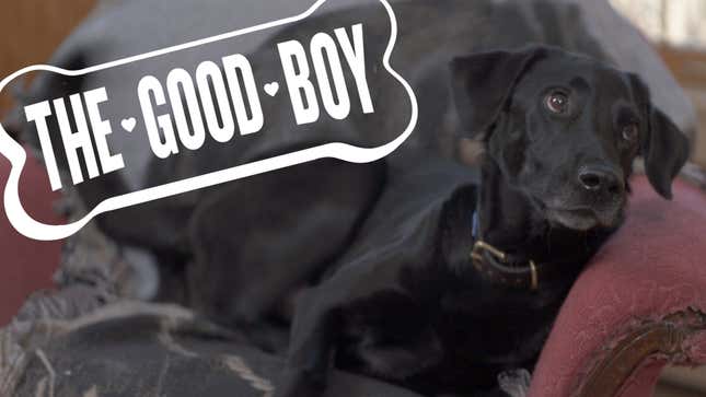An Interview With A Good Boy