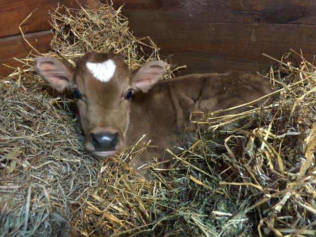 Baby Crouton!