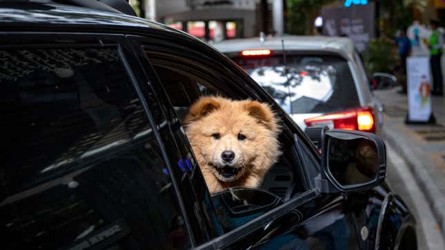 Image for article titled QOTD: How Do You Make Your Pets Comfortable In The Car?