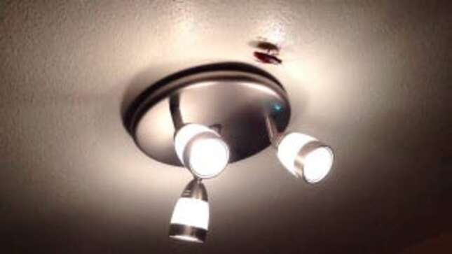 Beware the Flying Cockroaches