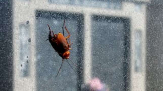 Image for article titled The Cockroach Uprising Is Upon Us