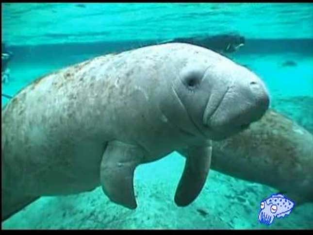 The Animal Version of Me Is, Fittingly, Making a Very Very Slow Comeback