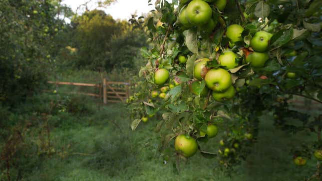 An old apple tree, but not the Old Apple Tree