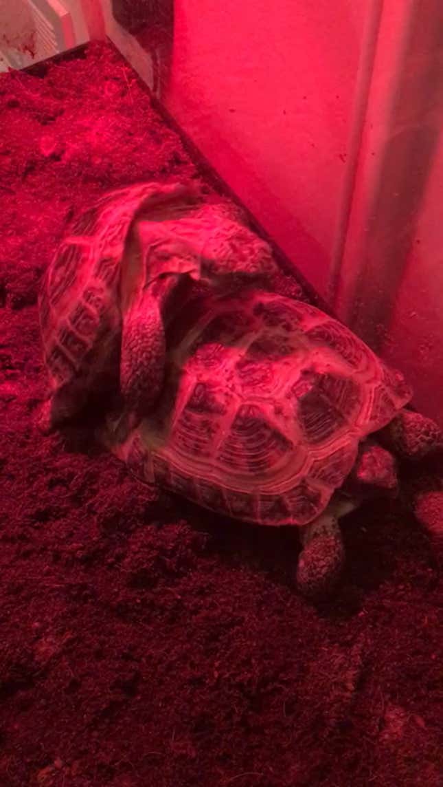 Here Are Two Very Good Turtles<em></em>