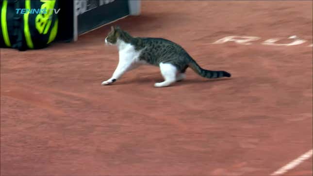 Cat Interrupts Tennis Match, Narrowly Escapes Overhead Smash<em></em>