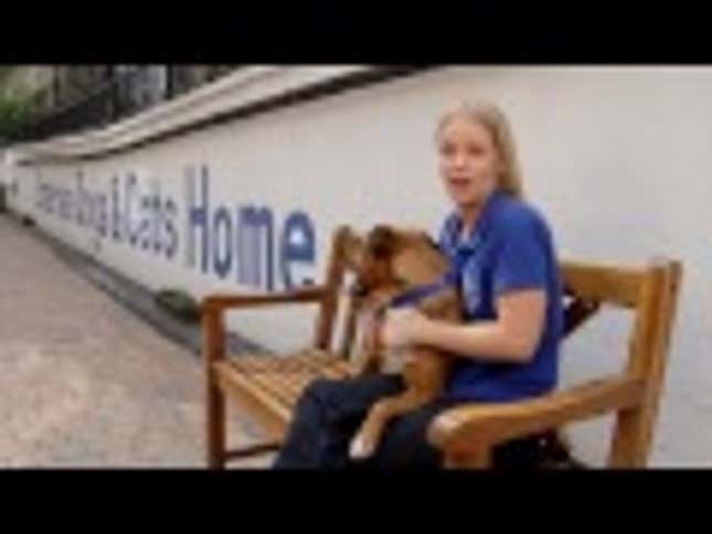 Stressed Fliers Find Solace in Adorable Puppy and Kitten Videos