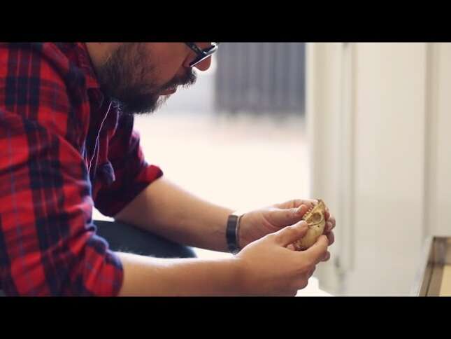 Why So Many Species Are Discovered In Museum Storage