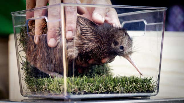 Photo of a baby kiwi—presumably not the same kiwi that’s trying to steal the election.