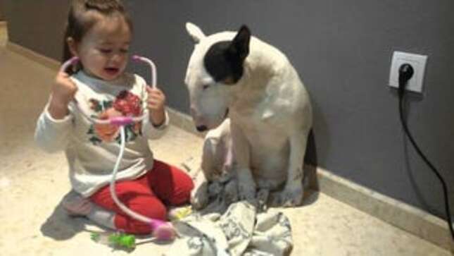 Even This Bull Terrier Is Getting Healthcare. Thanks, Obama