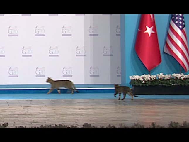 Stray Cats Invade the G20 Summit, Bold as Can Be