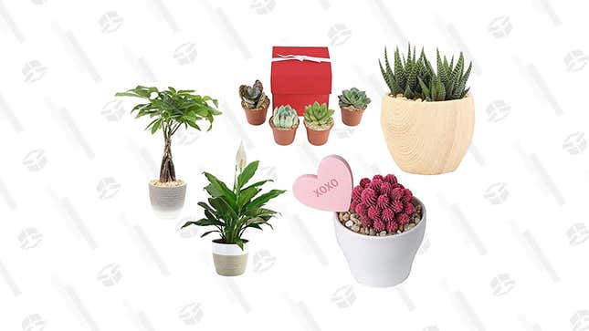 House Plant and Succulent Gold Box | Amazon