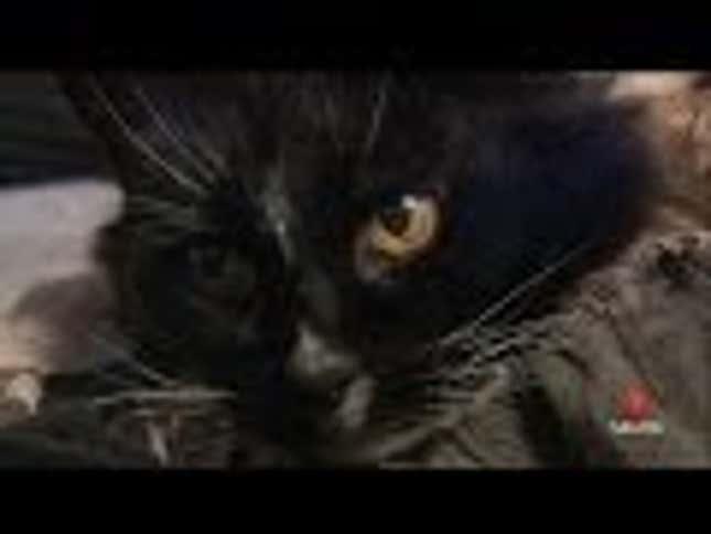 Lost Cat Returns Home After Being Gone 13 Years
