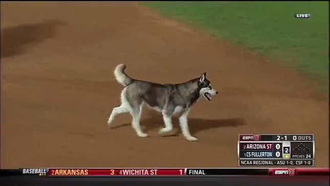 Husky Invades NCAA Tournament Game, Is Cutest Idiot On The Field Ever