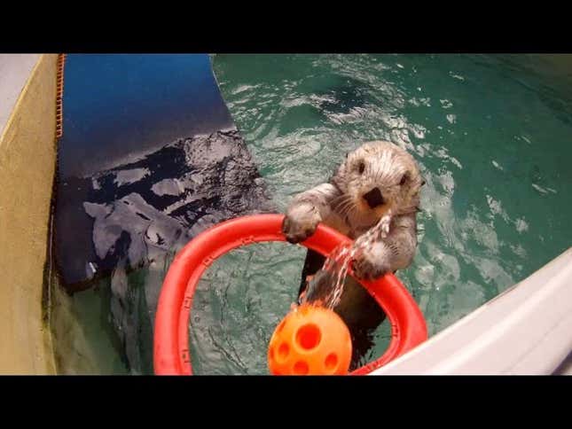 Dunking, Autofellating Otter At Oregon Zoo Dies At 20