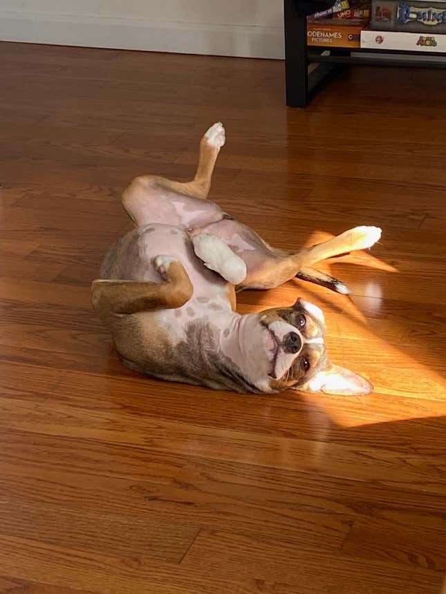Chico is totally fine on election day