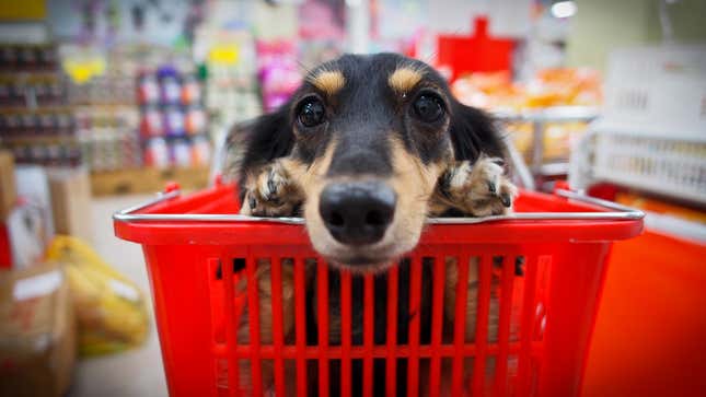 Very good boy does very good grocery delivery job