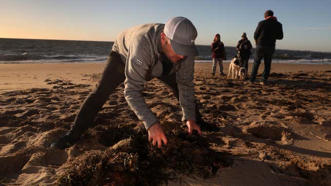Michael Weinstein from Truro finds a cold-stunned sea turtle and covers it with seaweed to keep it warm on Great Hallow Beach in Cape Cod on Dec. 3, 2020.