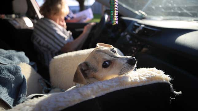 Image for article titled Saturday Night Social: Have You Gotten Your Pandemic Foster Pet Yet?