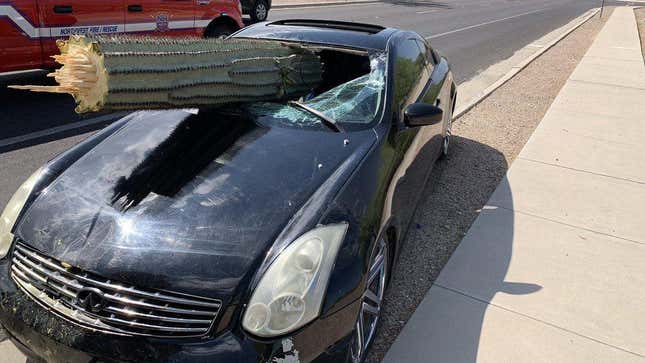 Image for article titled Yo Look At This Huge Cactus That Just Completely Impaled A Car