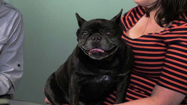 The A.V. Club ends Pets Week by making a French Bulldog listen to Taylor Swift