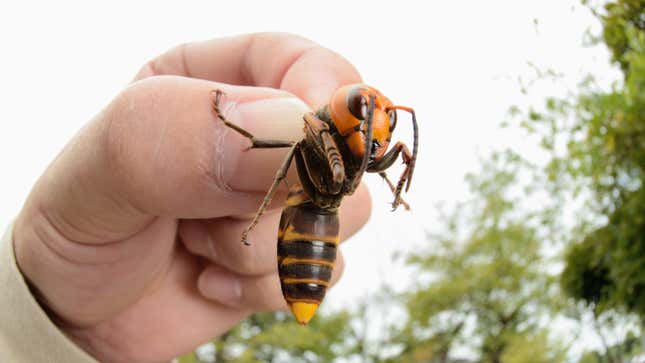 Last Call: It’s time for each of us to decide whether we would eat the murder hornet